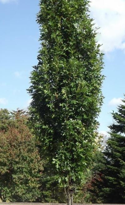 Green Pillar® Pin Oak (Quercus P 'Green Pillar') - 1 gallon