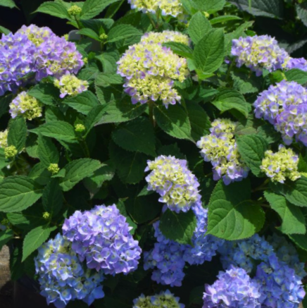 Azure Skies™ Mophead Hydrangea (Hydrangea macrophylla 'Azure Skies' (COF HM1)) - 1 gallon