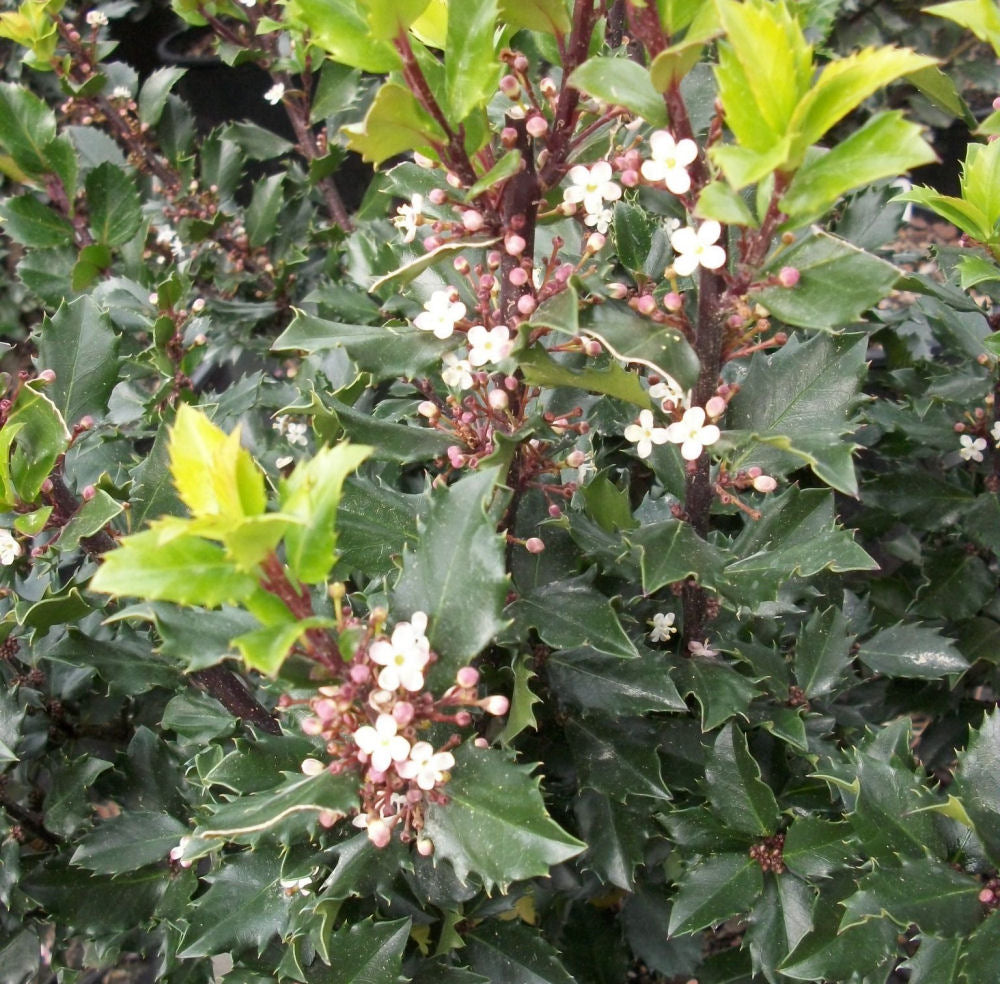 Blue Prince™ Meserve Holly (Ilex x meserveae 'Blue Prince') - 1 gallon 10"