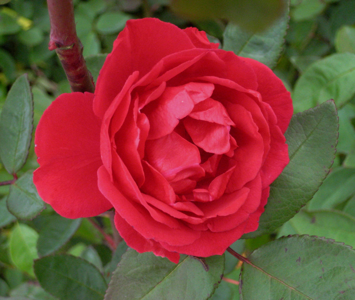 Blaze Climbing Rose (Rosa CL 'Blaze') - 1 gallon