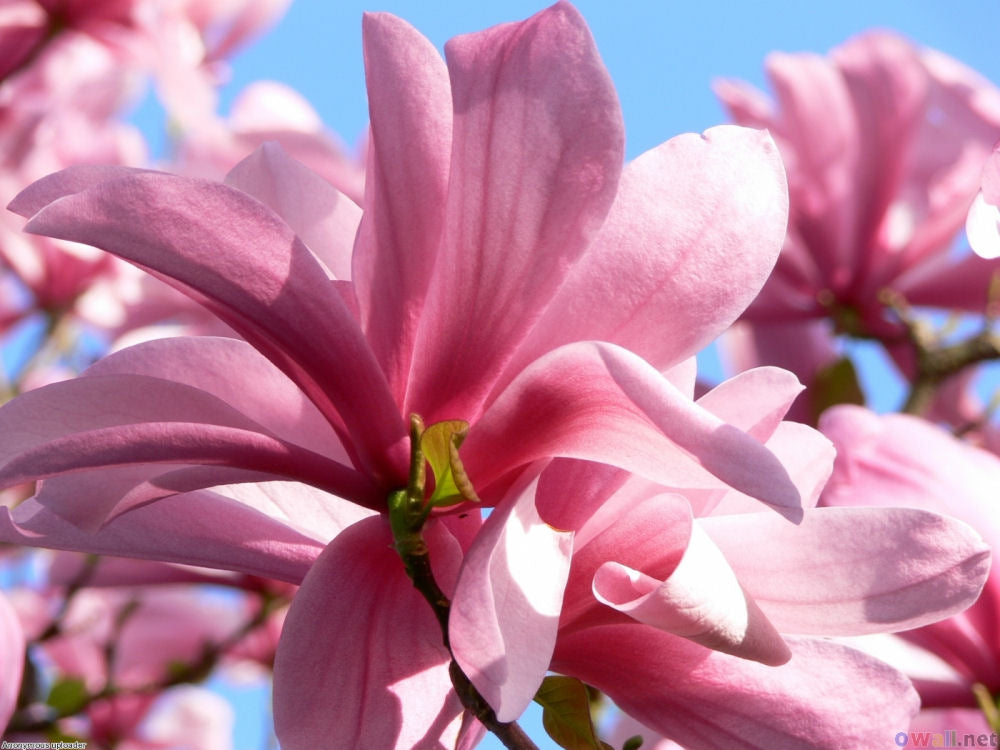 Galaxy Magnolia (Magnolia x 'Galaxy') - 3 gallon TREE