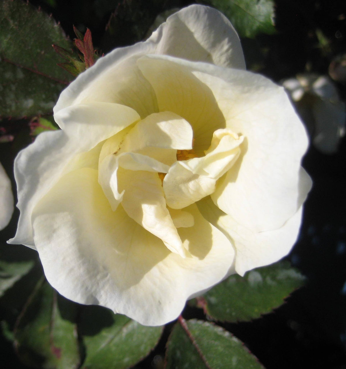 White Knock Out® Rose (Rosa K.O ‘White Out’ (Radwhite)) - 1 gallon