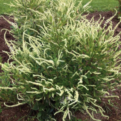 Summer Sparkler™ Summersweet (Clethra alnifolia 'Smr Sparkler') - QT