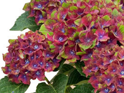 Pistachio Bigleaf Hydrangea (Hydrangea macrophylla 'Pistachio') - QT