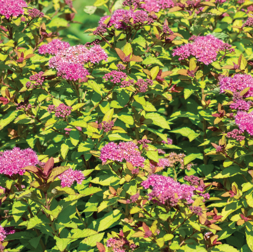 Northern Lights spirea (Spiraea 'Empire Northern Lights') - QT