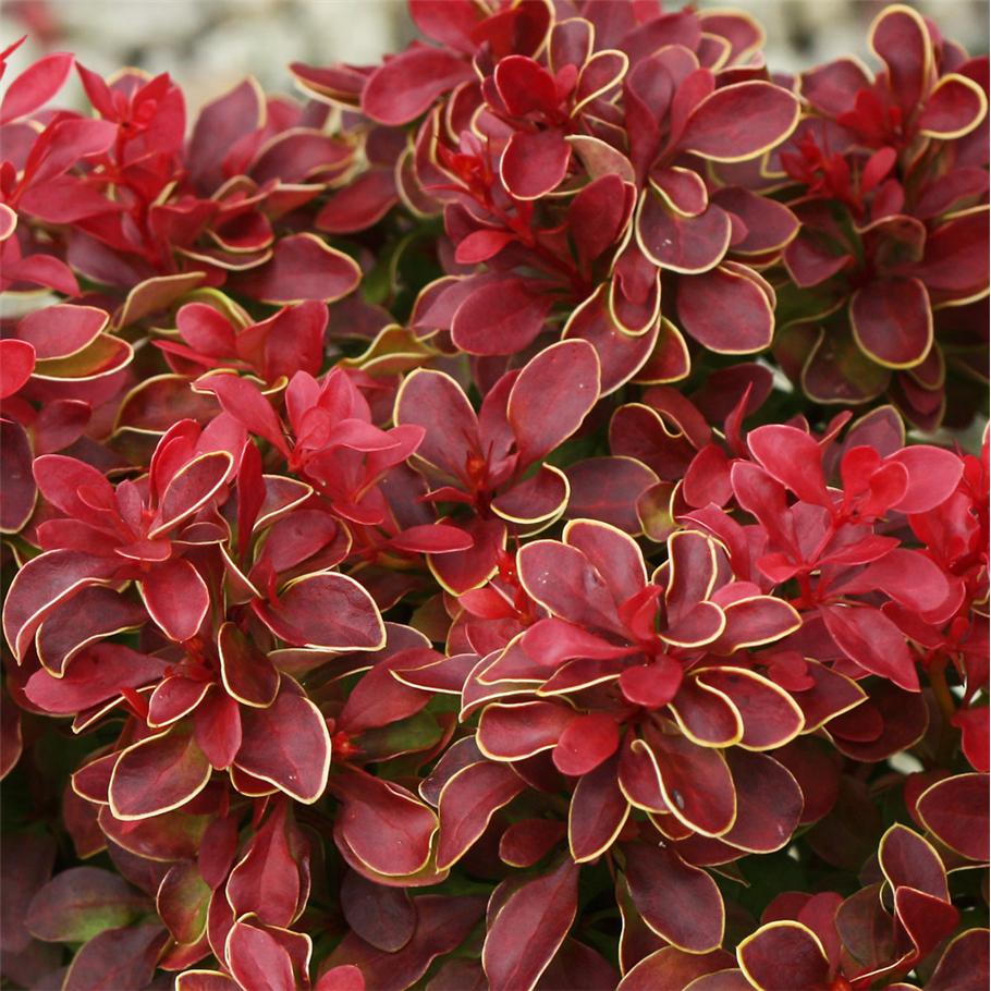 Admiration Barberry (Berberis thunbergii 'Admiration') - 1 gallon