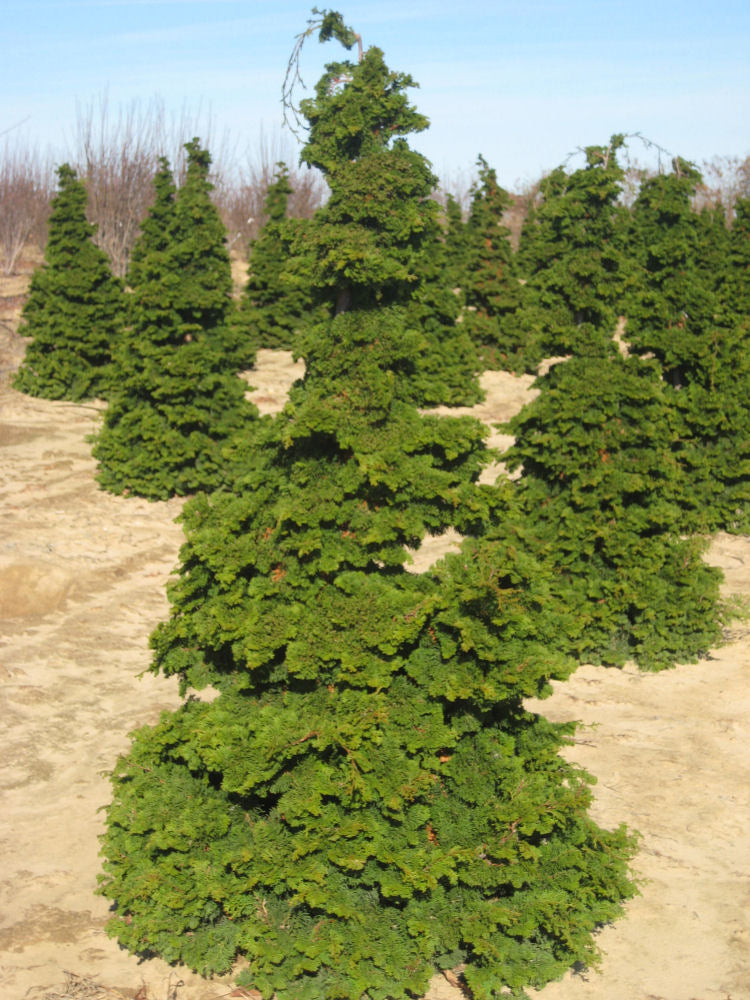 Compact Hinoki False Cypress (Chamaecyparis obtusa 'Compacta') - 1 gallon