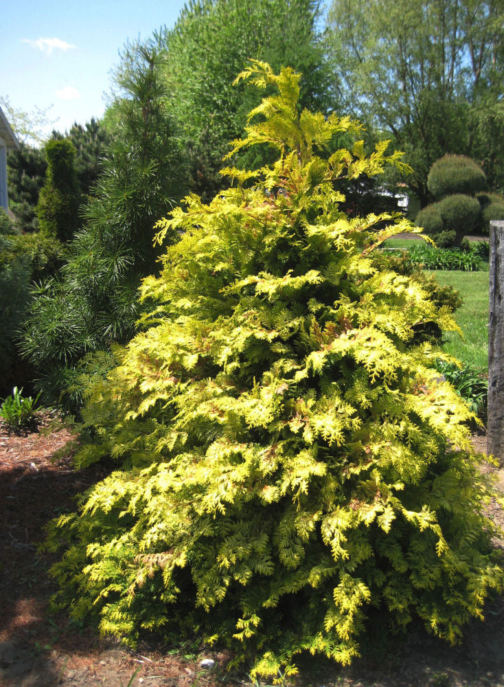 Crippsii Golden False Cypress (Chamaecyparis obtusa 'Crippsii') - 1 gallon