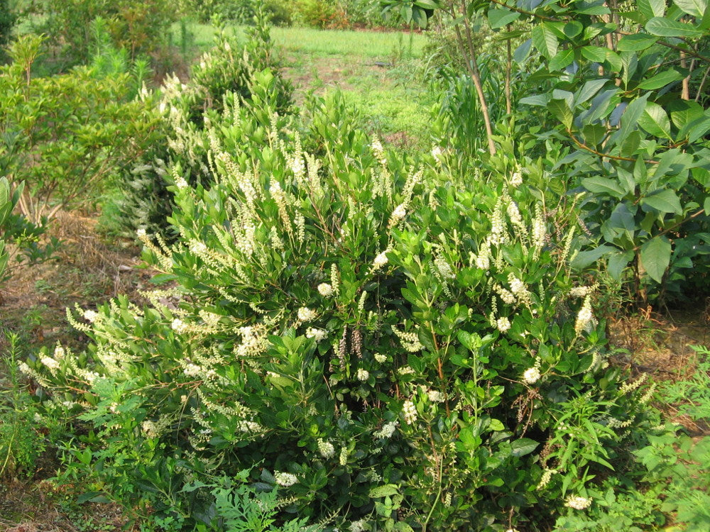 Hummingbird Sweet Pepperbush (Clethra alnifolia 'Hummingbird') - QT
