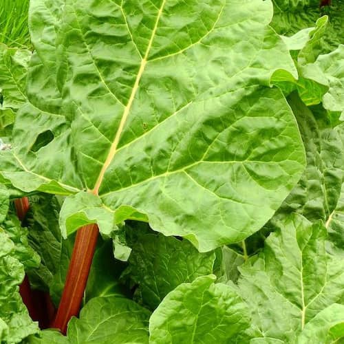 Rhubarb