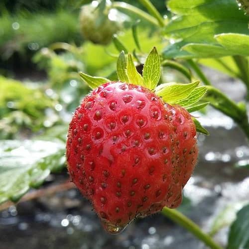 Strawberry