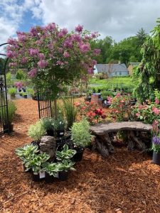 About Us – Black Forest Nursery