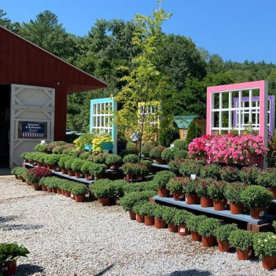 About Us – Black Forest Nursery